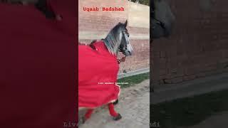Uqab Badshah Zuljana Videos 2024 | Zuljanah Walk Syed Kasran Sani e Karbala