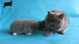 Exotic Shorthair cat care and features