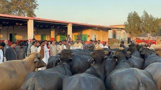 Buffalo Lovers Gathering at Haji Shaukat Doggar Cattle Farm Multan #buffalo #bhains #farming #dairy