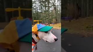 very funny animal videos | #shorts #short | FUNNY GENIX