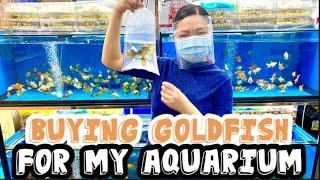 Buying Goldfish for My Aquarium ｜ The Kwan Channel