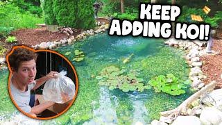 A 17-Year Old's BACKYARD POND Gets Some NEW KOI!