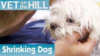  Dog Is In Big Trouble | FULL EPISODE | S01E05 | Vet On The Hill