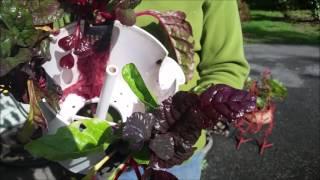 Tower Garden Swiss Chard Roots Out of Control!