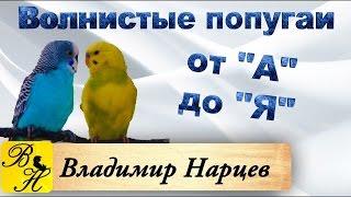 #Волнистые попугаи от А до Я ч.3 Профилактика заболеваний.