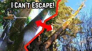 When You Can't Run From Danger! Falling This HUGE Cottonwood Tree!