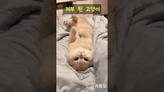 언니 무릎 사이를 떠나지 않는 고먐미 #귀여운 #귀여운고양이