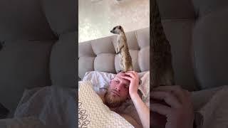 Cheerful Meerkat Stands On Pet Parent's Head To Wake Him