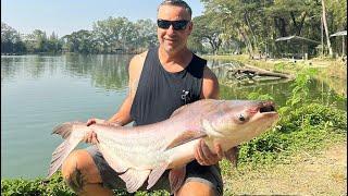 Fishing Chiang Mai Thailand - Giant Catfish #fishing