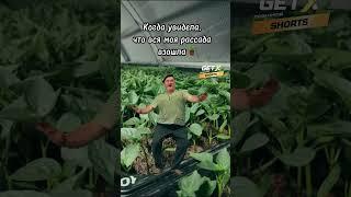 У вас взошла вся рассада? #рекомендации #дача #советы #огород #сад #рассада #shorts