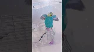 妖精を見つけました#セキセイインコ#インコ#たまご保育園