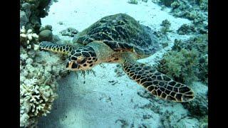 Ras Mohammed National Park part1 dive 4K