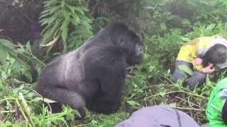 Tense encounter with a Silverback Mountain Gorilla in Rwanda