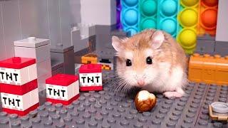 Major Hamster is an ESCAPE MASTER - Real life pet hamster escape stories