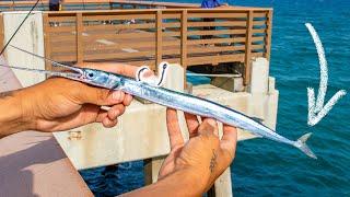 Needlefish Bait Hooks MASSIVE FISH Under Pier