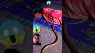 Snake #snake #cobra #love #animals #funny #video #comedy #shortsfeed #shorts #shakil