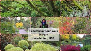 Peaceful walk in Park, Wa USA. Прогулка по волшебному осеннему парку, Сиэтл, Беллвью, Вашингтон, США