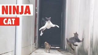 Ninja Cat! | Catch Me If You Can