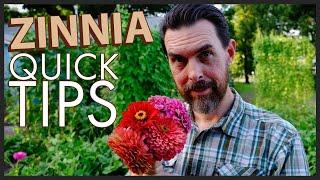 GROW GIANT ZINNIAS FROM SEED