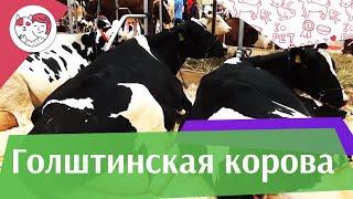 Голштинская корова на ilikepet. Особенности породы, уход