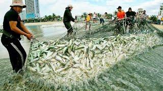 Thả Lưới Gần Bờ Trúng luồng Cá || Bán Đắt Như Tôm Tươi Tại làng Chài Mân Thái TP Đà Nẵng