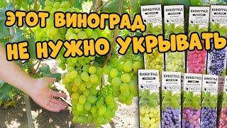 Эти сорта винограда не нужно обрезать и укрывать. Топ зимостойких сортов.