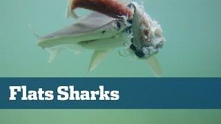 Shallow Water Sharks - Florida Sport Fishing TV - Exciting Action On Florida Keys Flats