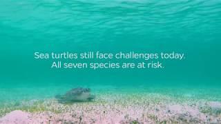 World Sea Turtle Day