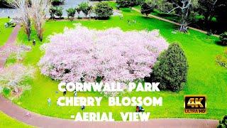 Cornwall Park & Cherry blossom -Aerial view,  Auckland, New Zealand.