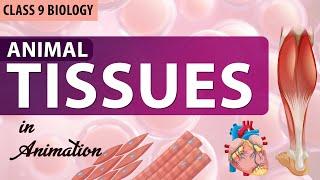 Animal Tissues Class 9 Full chapter in animation