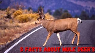 5 Facts About Mule Deer You Need to Know! | White Tail Deer