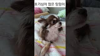 호기심이 많은 밍밍이 #chihuahua #cute #dog #puppy #치와와