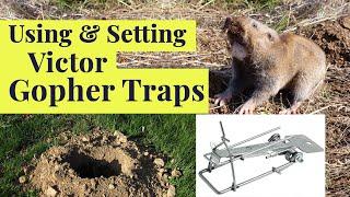 Get rid of GOPHERS using the  VICTOR EASY SET TRAP