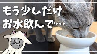 飲水だけじゃない…上手な水分補給方法【ロシアンブルー】猫