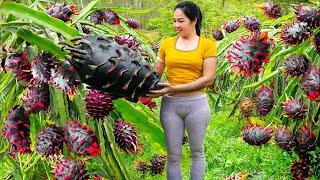 Harvesting a $100,000 Black Dragon Fruit Garden & Go to Market Sell | 2 years living off the grid