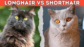 Longhair vs Shorthair Cat - 7 Key Differences You Should Know!