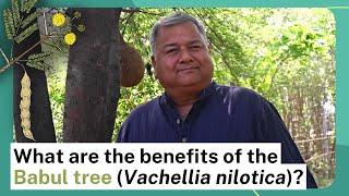 What are the benefits of the Babul tree (Vachellia nilotica)?