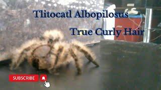 Tliltocatl Albopilosus  #tarantula #nature #tlitocatl #albopilosus