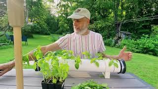 Hydroponic Basil Clones In The Growpipe