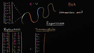 DNA replication and RNA transcription and translation | Khan Academy Hebrew