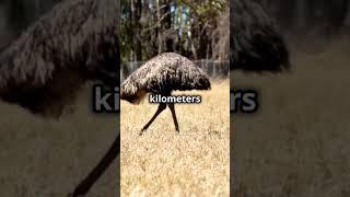 Emu: The Large and Quirky Fliggless Bird of Australia #australia #wildlife