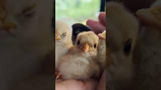 Newborn Chick taking nap | JC145