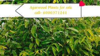 No.1 Agarwood Plants Nursery in India | Agar tree plantation| #agarwood #owner #oudhtree