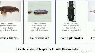 Insecte, ordre Coleoptera, famille Bostrichidae lyctus simplex brun pubescens linearis chilensis