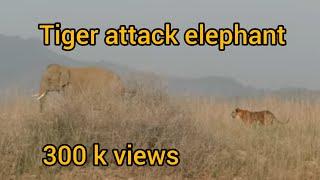 Tiger attacks Elephant par tiger ka hamala