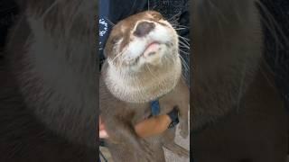 He Complained Tremendously About Stopping the Walk #shorts #aty #otter #WaterSausage