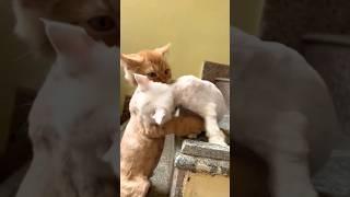 After grooming my kittens #Persioncats #Cats lovers#kittens #shortsvideo