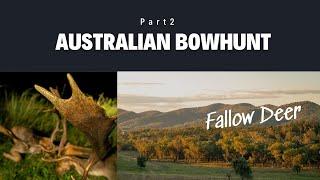 Free Range Fallow Deer Bowhunting - Australia Part 2 - Wild Safaris