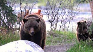 Grizzly Family Passes Through a Hiking Hub at Dusk