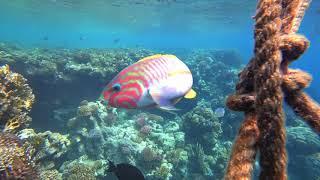 Snorkeling at Jaz Lamaya Housereef, Marsa Alam, Red Sea, Egypt (August 2017)